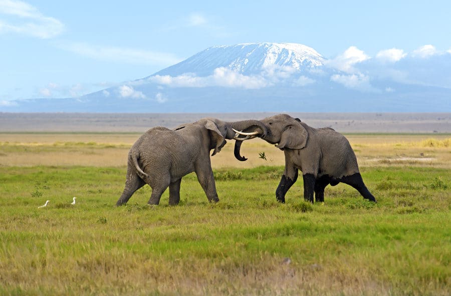 two-male-elephants-fighting-in-Amboseli-900×592